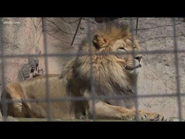 Sacramento Zoo official talks safety after jaguar attack in Arizona