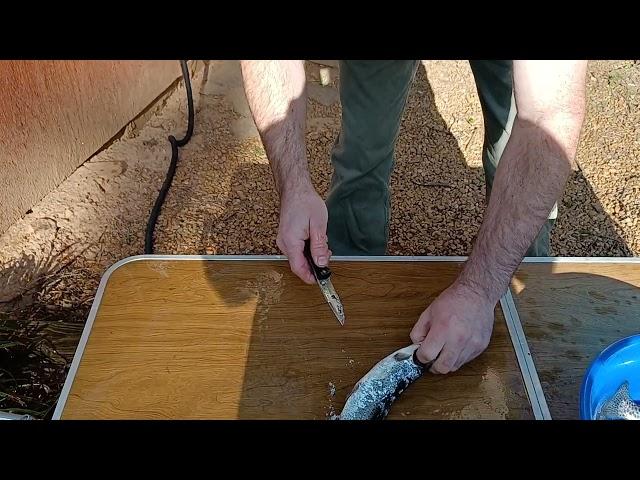 trout cleaning with Oakey Mt outdoors