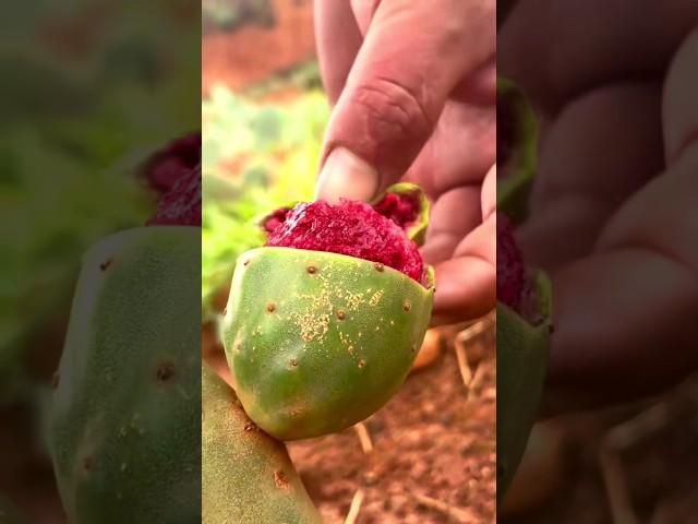 How do You Harvest Cactus Fruits || Cactus Prickly Pear #cactus #satisfying #shorts #cactusplant