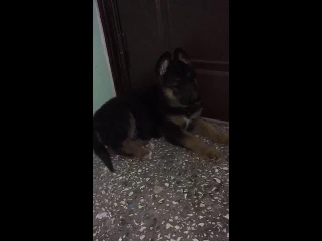 Щенок