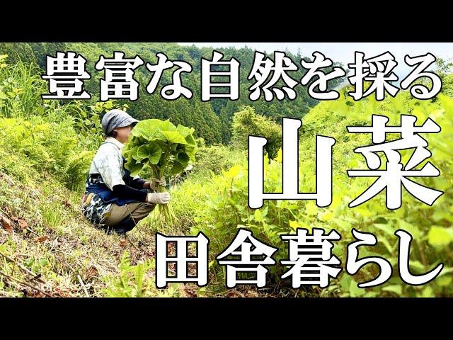 【山菜採り】山フキ  モミジガサ  セリ  ワラビを収穫  簡単フキの下処理あく抜き  季節の花バラとニャルソック  自然豊かな山奥暮らしの日々｜村暮らし｜移住｜料理【標高800mの田舎暮らし】