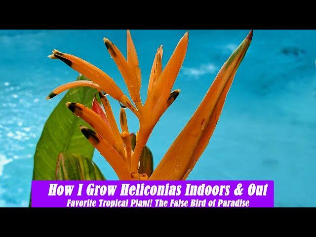 How I Grow Heliconias Indoors and Outside | False Bird of Paradise