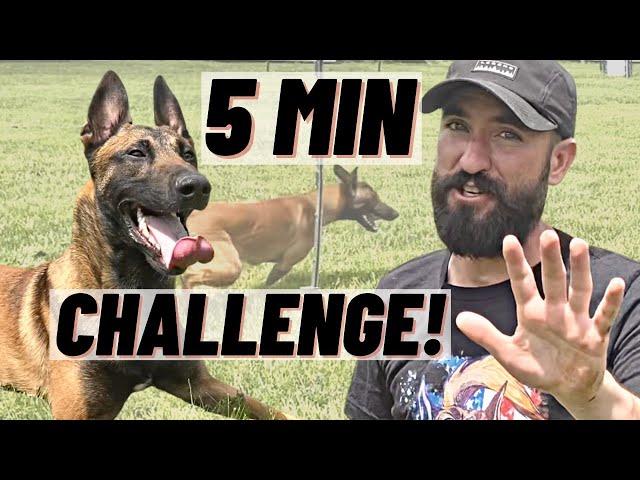 PHYSICALLY AND MENTALLY EXHAUST YOUR DOG IN 5 MINUTES!