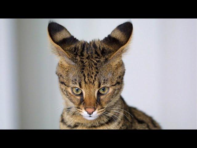 How Much is a Savannah Cat? 