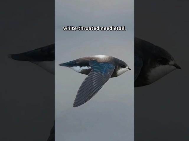 Nature's Speed Demons  The 5 Fastest Animals Ranked