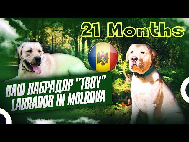 #Troy | 21 months labrador