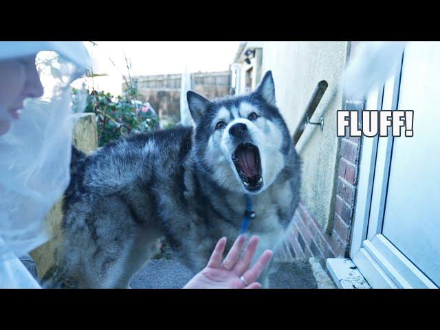 Blowing My Husky’s Coat Out In A STORM for 45mins!