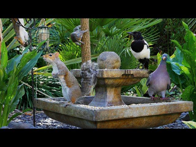 Cat TV that Cats really LIKE ️ Birds & Squirrels Frolic Around the Fountain ️ TV for CATS 4K HDR