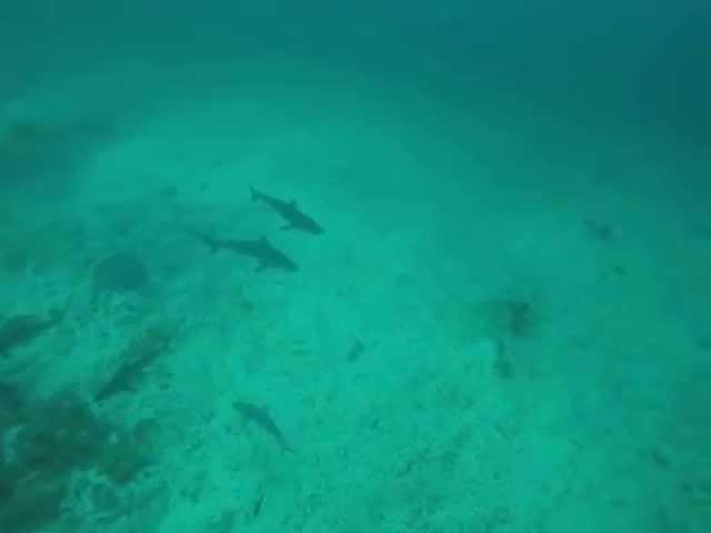 KFFK - Silvertip sharks and eagle rays