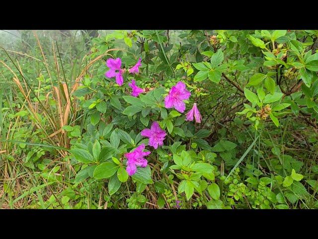 서귀포고근산# 이마트에서 차로5분거리^^정상까지 나즈막한계단으로 산책하기좋음**정상에서 한라산이 한눈에!!전망대서 바다가 한눈에!!