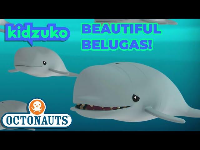 @Octonauts - The Beluga Whales | Full Episode 34 | @Kidzuko