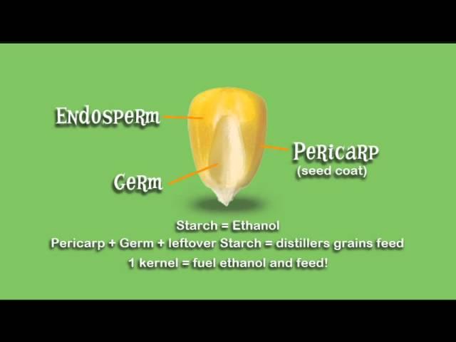 Can Corn Fuel the Future? Chapter 2 - Let's learn about making ethanol from corn!