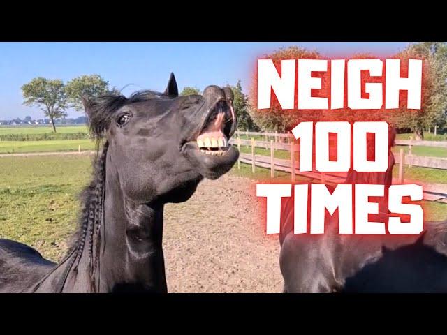 Neighing horses. More than 100 times | April Fools' Day | Friesian Horses