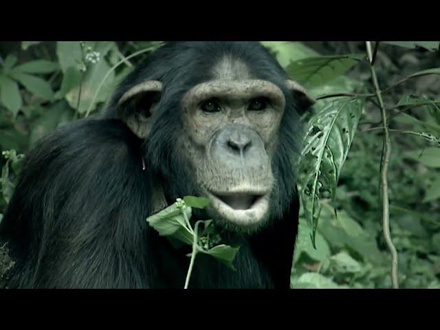 Nature Documentary - A Chimpanzee's Tale