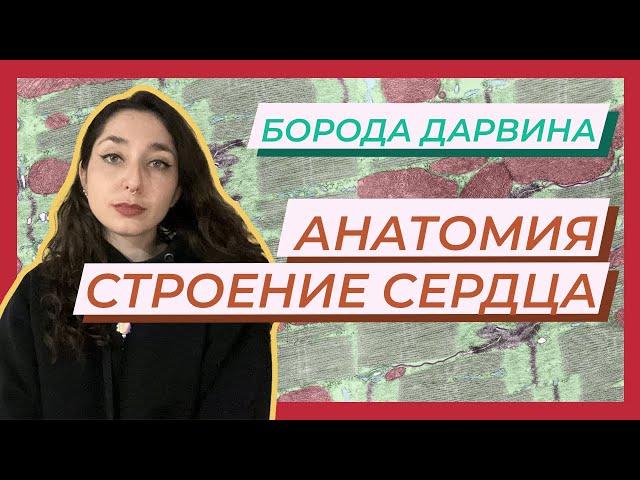 Анатомия — Строение сердца.