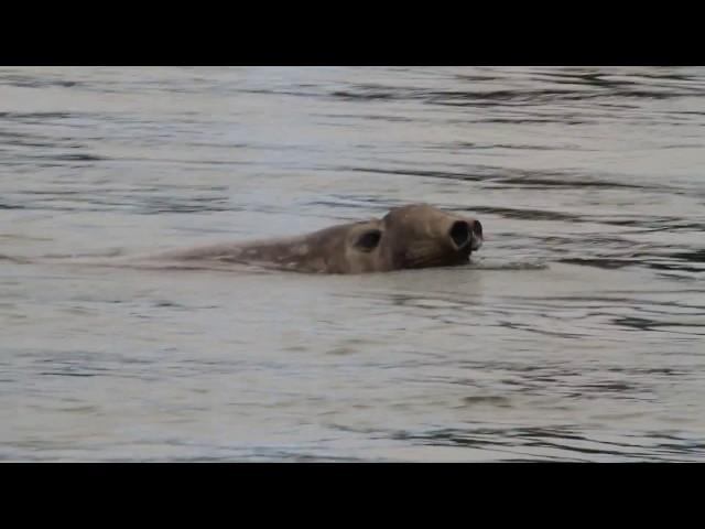 Foca Elefante - Mirounga leonina