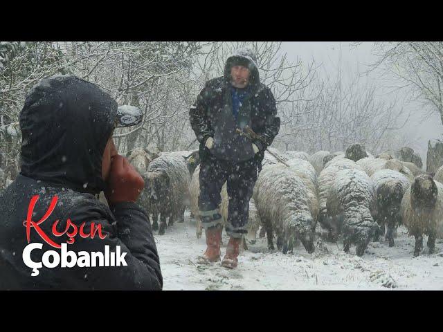 Shepherd in Winter | The Lambing Period Documentary 4K