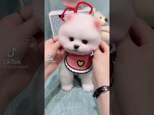 bé cún cute hông mọi người 