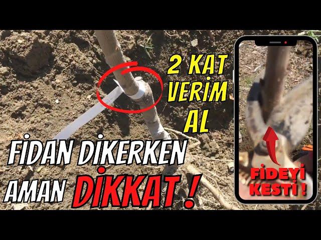 MEYVE FİDANI DİKERKEN BU 4 ALTIN KURALI YAPIN AĞAÇLAR COŞSUN