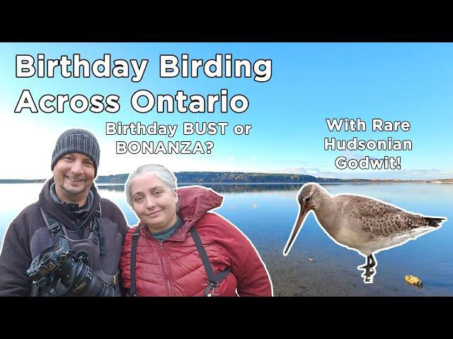 Birthday Birding Bust? Or Bonanza?  With Rare Hudsonian Godwit