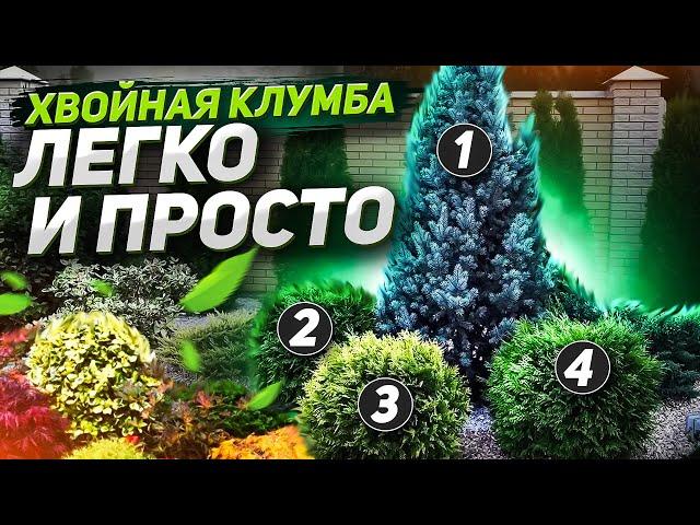 ХВОЙНАЯ КЛУМБА: СХЕМЫ вечнозеленого декора, секреты посадки и ухода