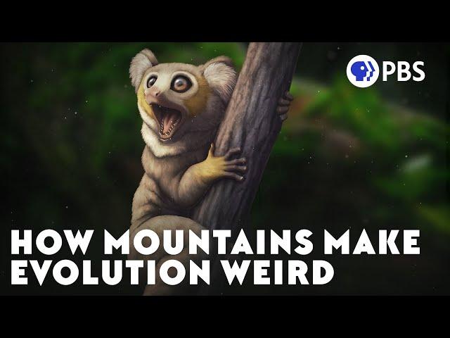 How Mountains Make Evolution Weird