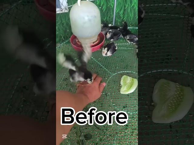 After 120 days #aseelhen #aseelmurga #babychoedhen #halloweenmusic #birds #roosterfarm #rooster