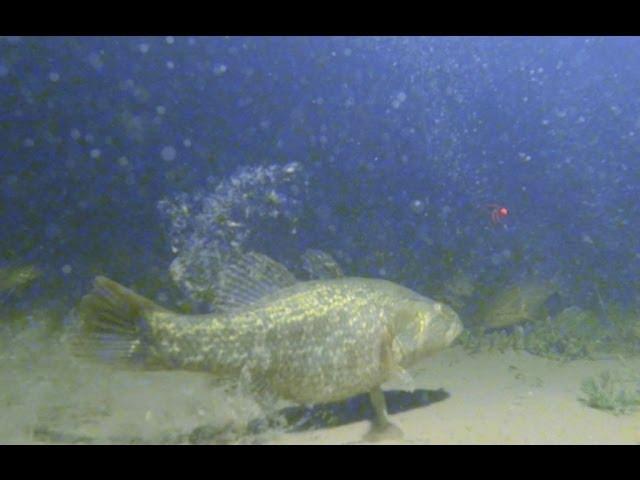 Underwater shooting fishing