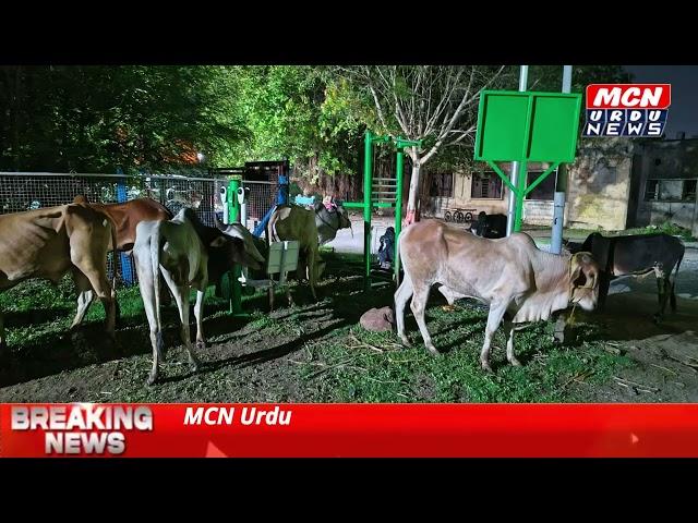 Nanded mein Eid se pehle police ki badi karwai, 38 janwar baramad police ne 14.67 lakh ka maal zabt