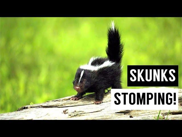 Baby SKUNKS Stomping Compilation