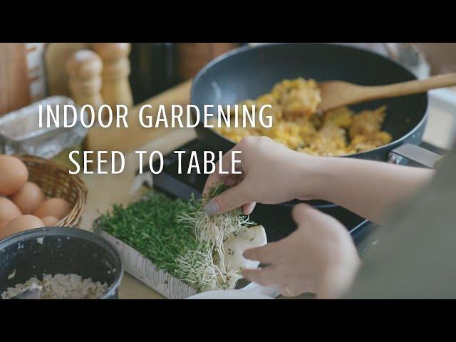 Grow Vegetables Indoors: Microgreens & Sprouts using Milk Boxes, Easy Recipes | #55