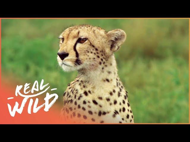 Cheetah: The Fastest Apex Predator | Cheetah: Price Of Speed | Real Wild