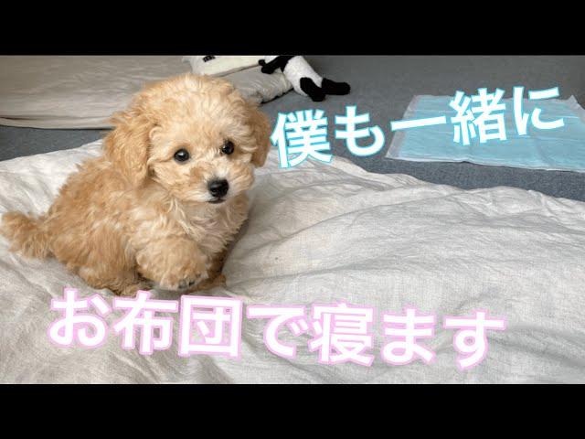 ママさんの布団から離れたくない子犬がかわいい【トイプードル】