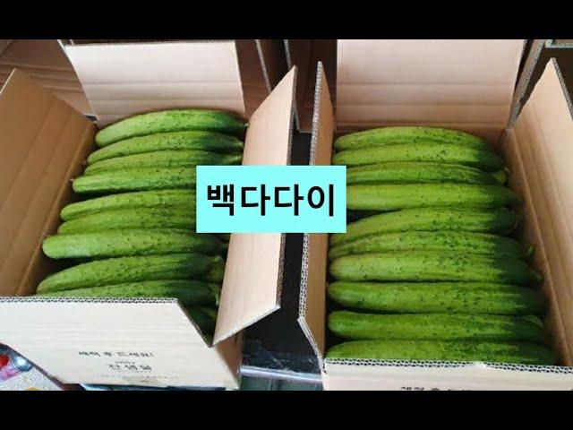 안성오이 (택배비무료)안성시 양성면 정자말길 63-43(삼암리) 50개 25,000원  30개 20,000원 010-5616-9556 우리농산물직거래장터로 오세요~