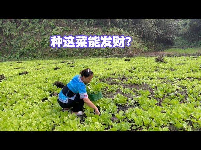 娜姐去捞稻花鱼，有朋友说妈妈种小白菜能发财，听娜姐好好分析