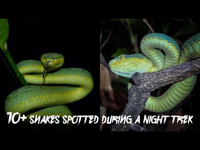 Unbelievable Experience of Snakes Spotting during a Night Trek | Ft. Out of Box Living