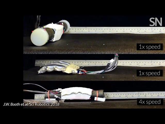 High-tech ‘skin’ creates a variety of soft bots on the fly | Science News