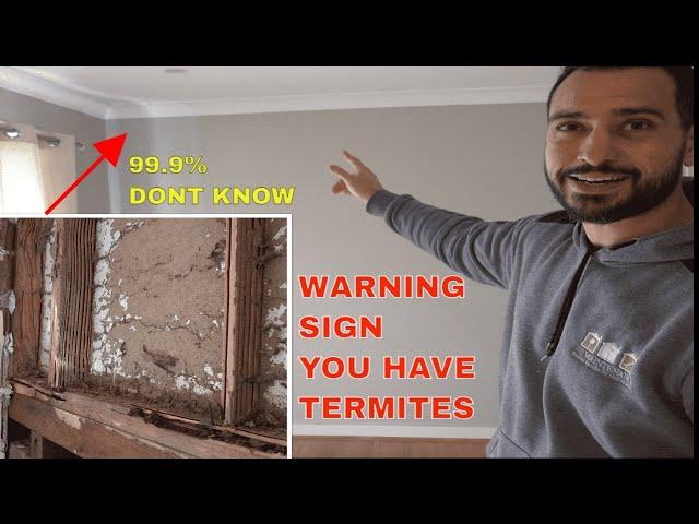 Termites in your house - Warning signs and damage