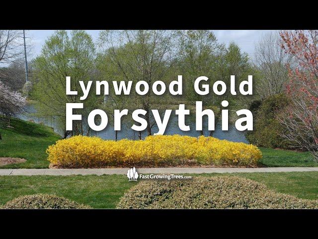 Lynwood Gold Forsythia from FastGrowingTrees.com