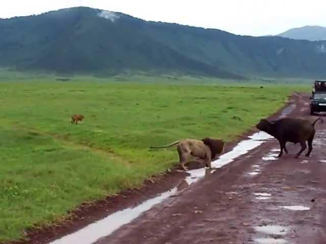 Buffalo Throws Lion