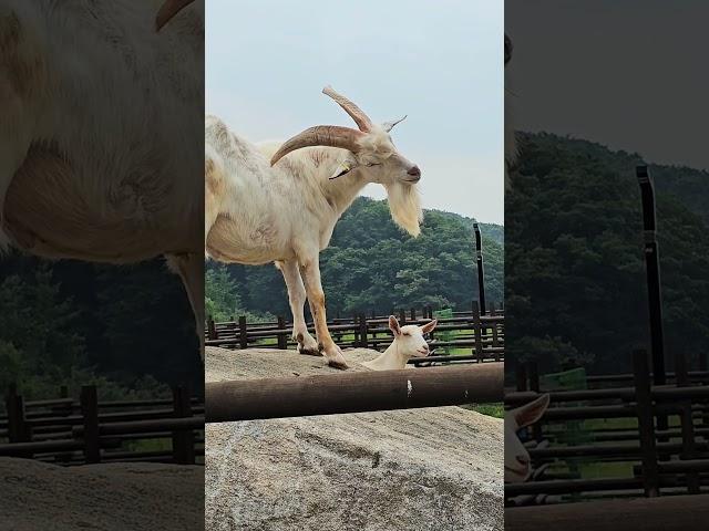 나 대장같지? 막판에 나타난 얘들은 누구?  #최정화랑데부 #choijwrendezvous