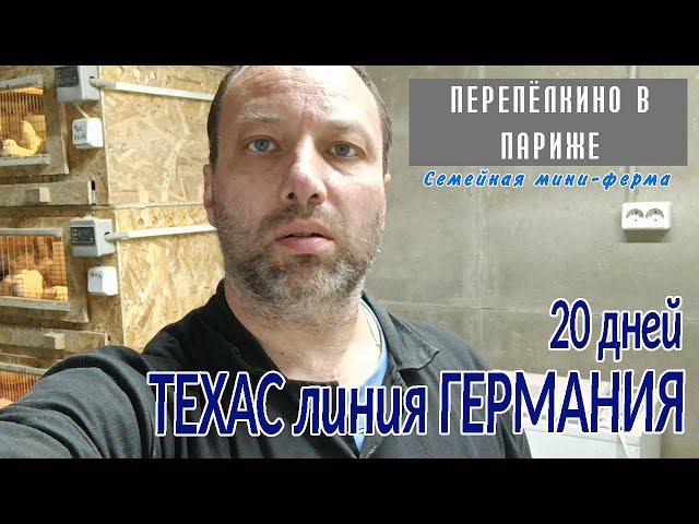 ТЕХАС ЛИНИЯ ГЕРМАНИЯ  ВЕС В 20 ДНЕЙ