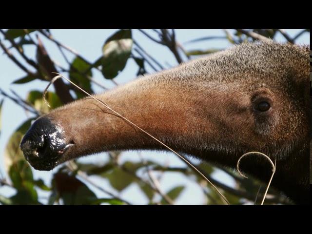 South America's Weirdest on National Geographic Wild