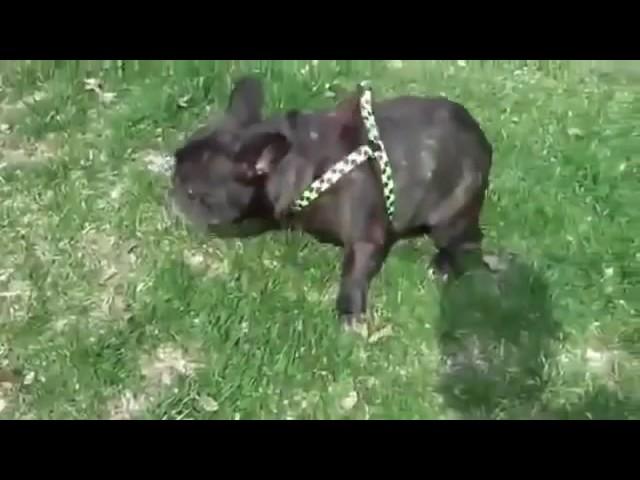 Пукает и Пугается. Смешной пес. Французский бульдог. French bulldogs