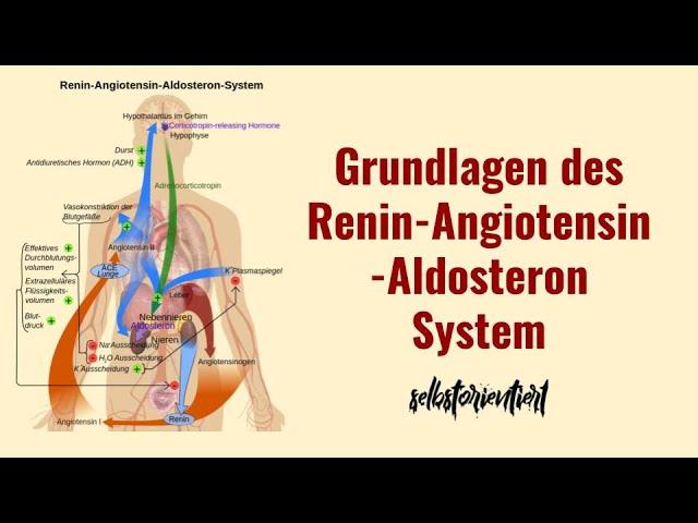 Grundlagen des RAAS-System einfach erklärt! - Regulation des Blutdrucks | Grafik | Aktivierung Renin