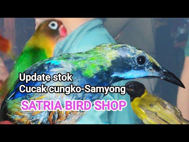 Update stok terbaru cucak cungko-Samyong polosan & Nopeng dll@SATRIABIRDSHOP_Jum'at 27/09/2024