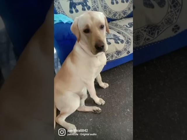  #puppy #mike #lab #shorts #https://youtube.com/channel/UC3bqUS-9VYZGoPLfDuugQWg