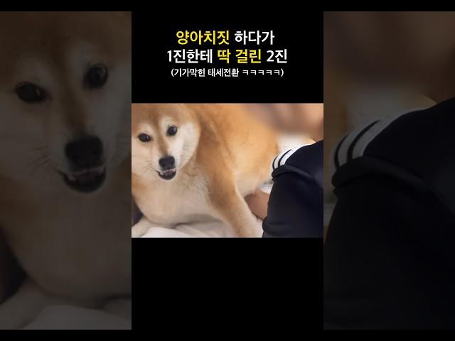 기가 쎄려다가 말았당