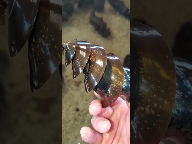 Horn Shark Egg Case