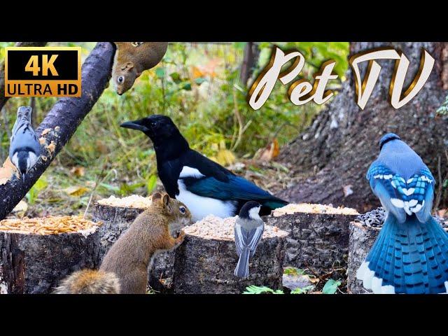 Entertain Your Cat or Dog with Pet TV | Bird Seed Buffet - See What Birds Prefer to Eat!